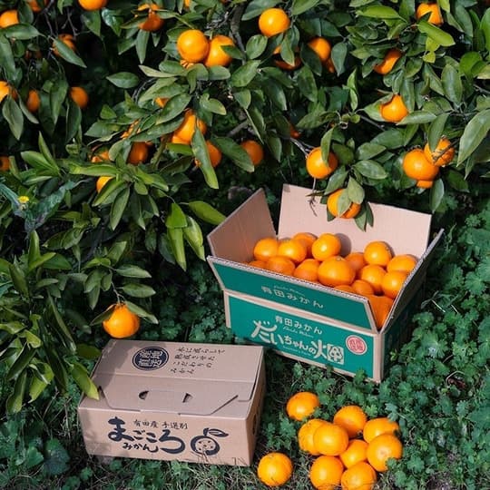 糖度14度】ギフト)有田のみかんジュース 2本 和歌山県産 有田みかん使用 無添加-2